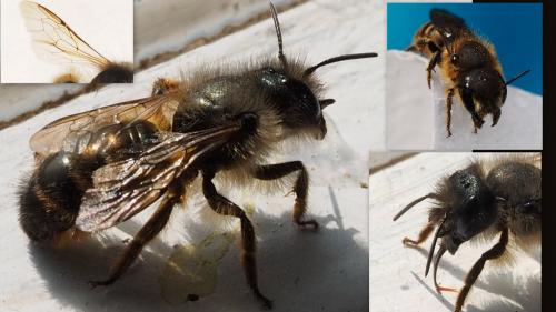 Réf. 181 802 : Osmia bicornis